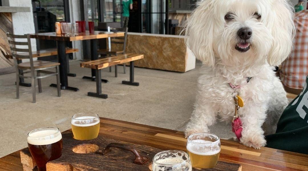 6 Tips For Having a Cool Bar Dog - Luv the Paw