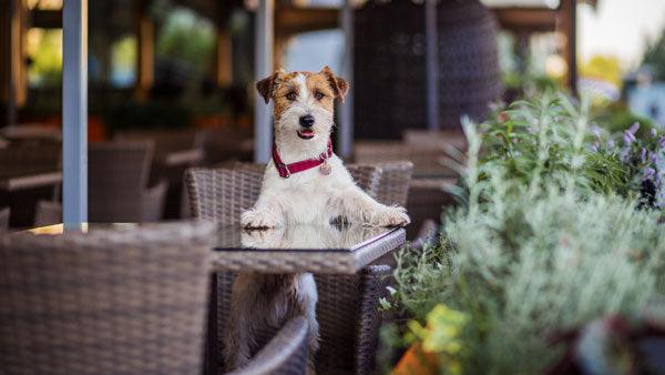 150+ Pet-friendly Patios in and around Nashville, TN - Luv the Paw