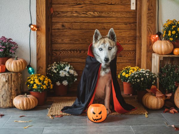 Dog friendly Events this Fall in Nashville, TN